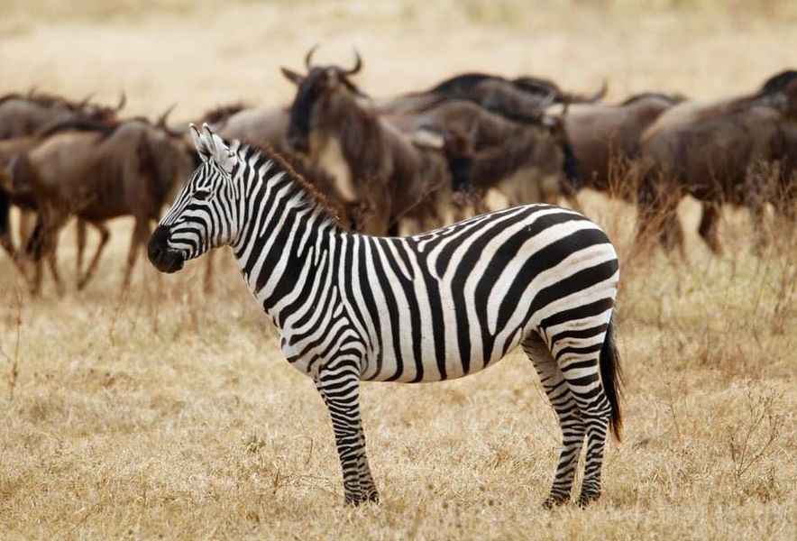 
4-Day Tarangire, Serengeti, Ngorongoro Crater- Camping Safari