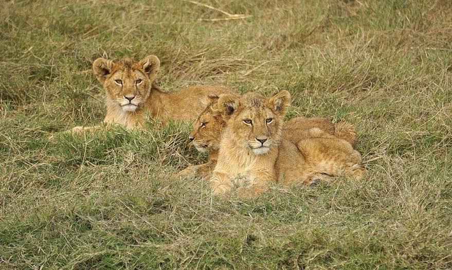 
3-Day Amboseli & Tsavo from Nairobi - Ends in Mombasa