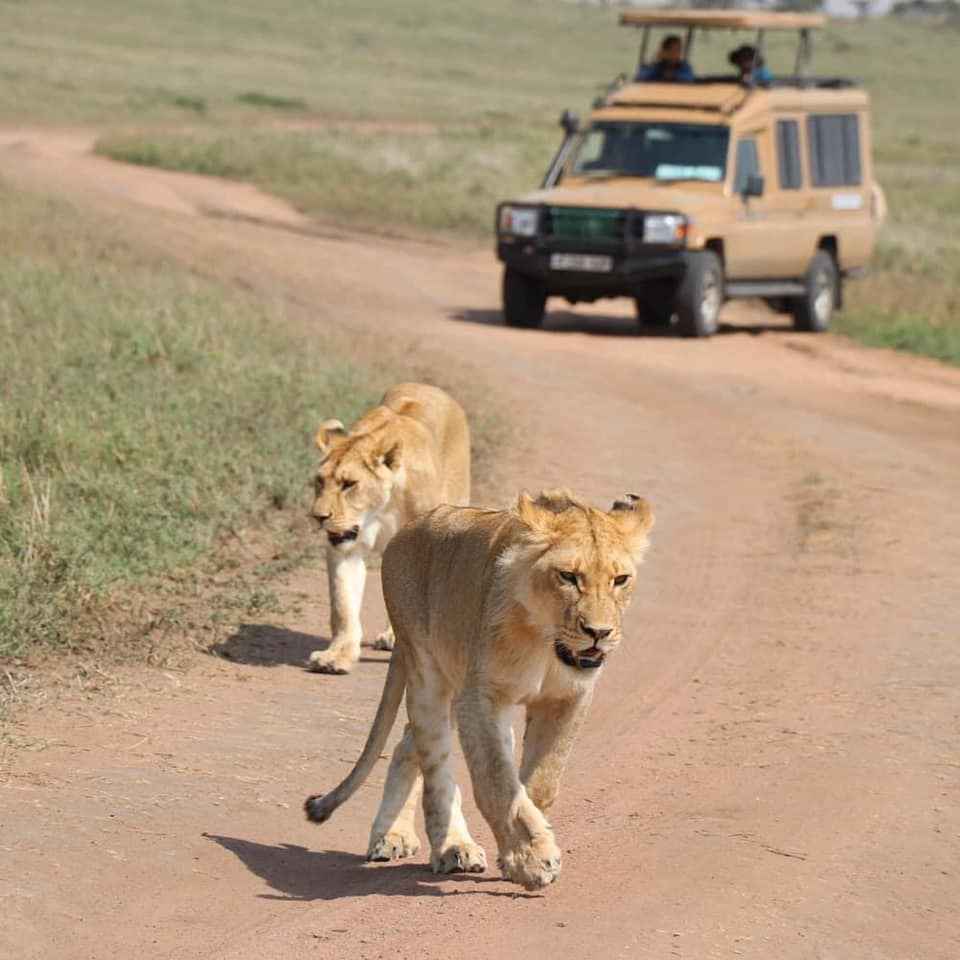 
4-Day Lake Nakuru NP and Masai Mara NR Luxury Tour