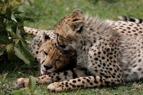 
11-Day Incredible Safari & Beach Holiday