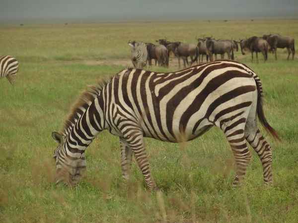 
10-Day Unforgettable Safari in Tanzania