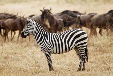 
7-Day  Cheerful  Tanzania Budget Adventure Safari