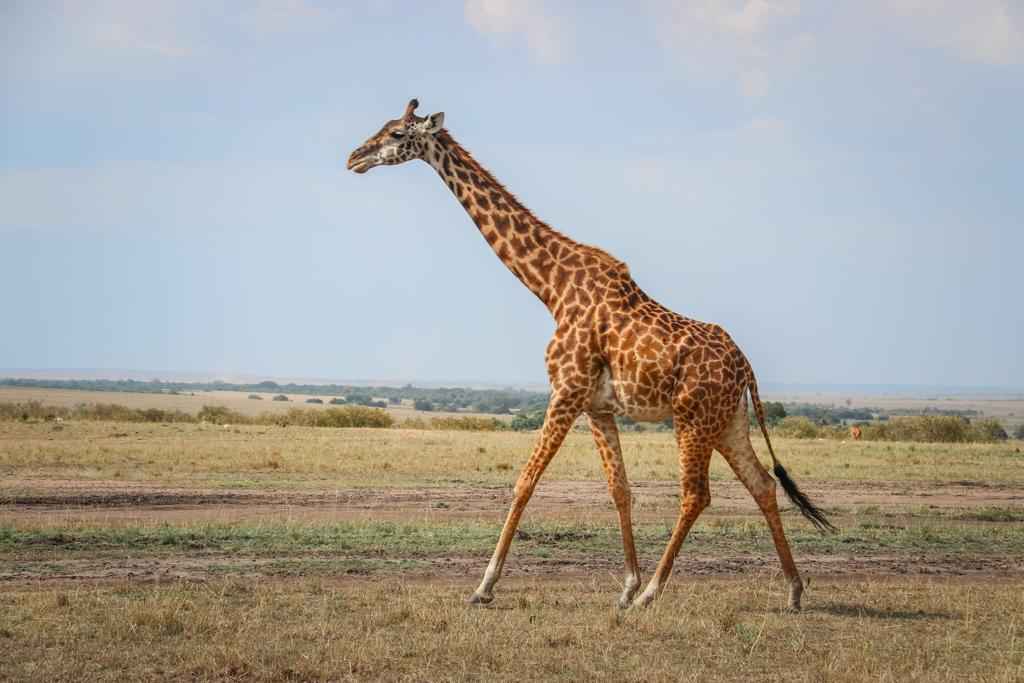 
5-Day  greater Manyara, Serengeti, Ngorongoro Luxury Safari