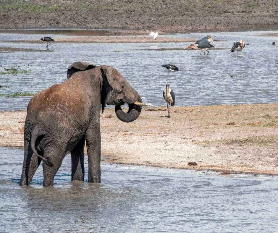 
4-Day  Evidence of   Serengeti & Ngorongoro Safari