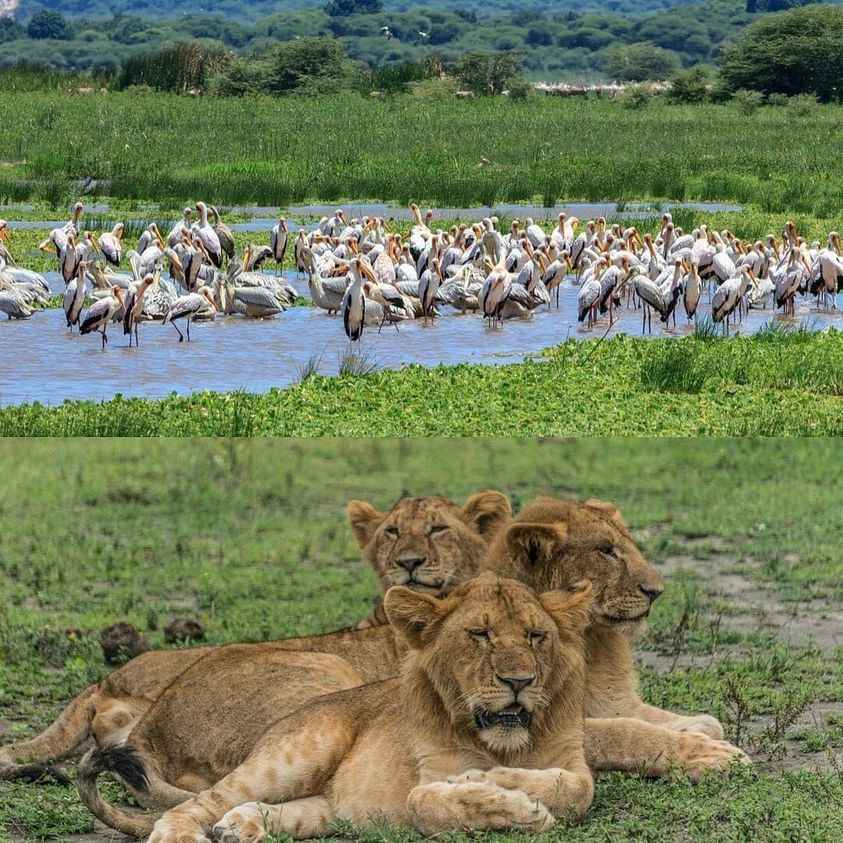 
3-Day Brief Safari Excursion in Tanzania