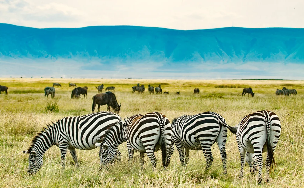 
Ngorongoro Highlands Walking Tours: Exploring Tanzania’s Majestic Terrain