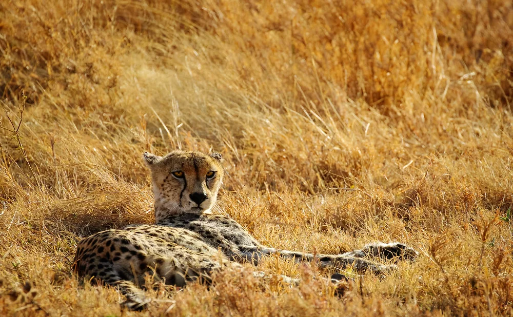 
3-Day  Serengeti and Ngorongoro Crate Fly in and out-Zanzibar-Budget Camping