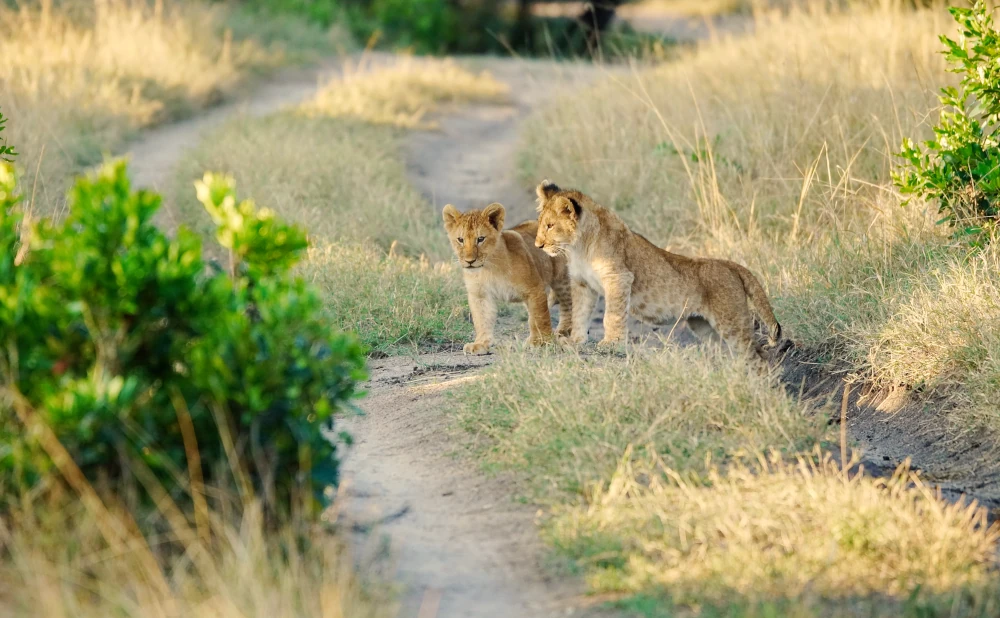 
4-Day Fly in & Fly out from Zanzibar Tarangire, Serengeti and Ngorongoro Crater