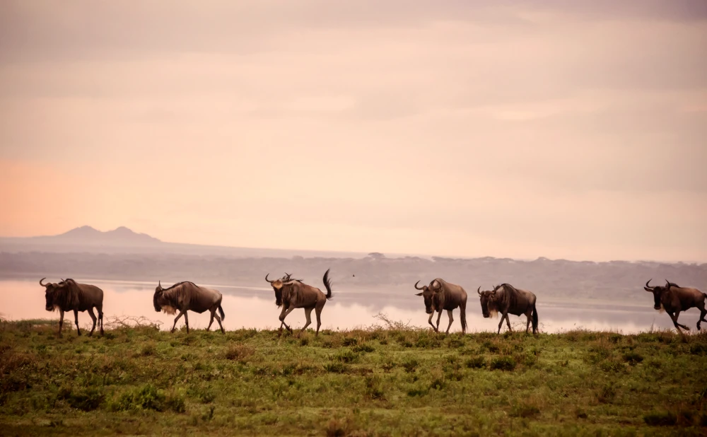 
13-Day Great Migration Tanzania   Zanzibar Beach Safari