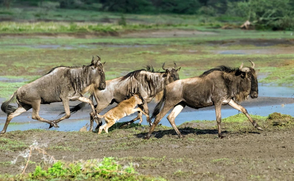 
8-Day Mid-Range Serengeti Wildebeests Migration Tour