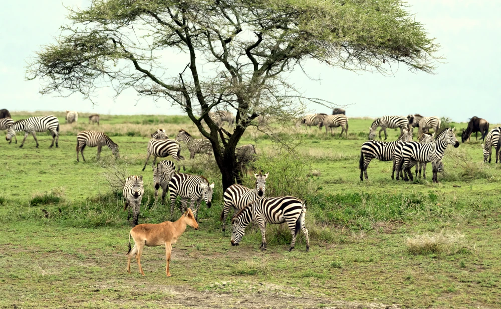 
7-Day Tanzania Drive in Fly out Mid-Range Safari