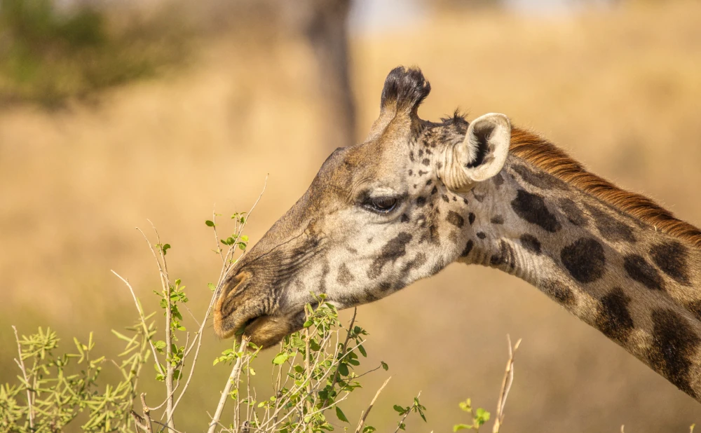 
4-Day Fly-in Safari to Tarangire, Ngorongoro & Serengeti