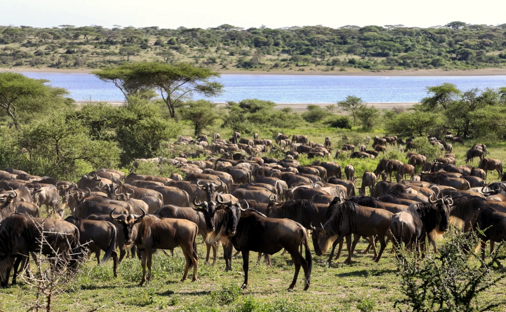 
4-Day Fly in Tanzania Great Migration