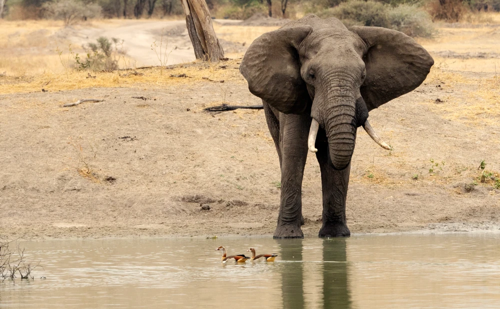 
5-Day Tarangire, Serengeti & Ngorongoro Crater & Lake Manyara